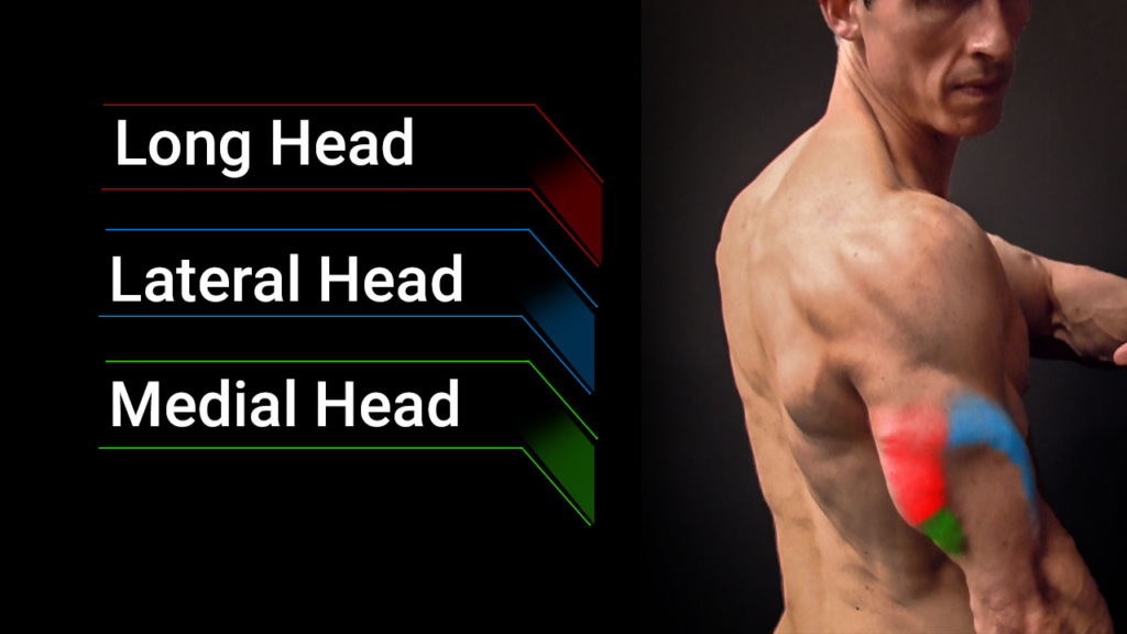 Anatomy for Triceps Workouts with Dumbbells