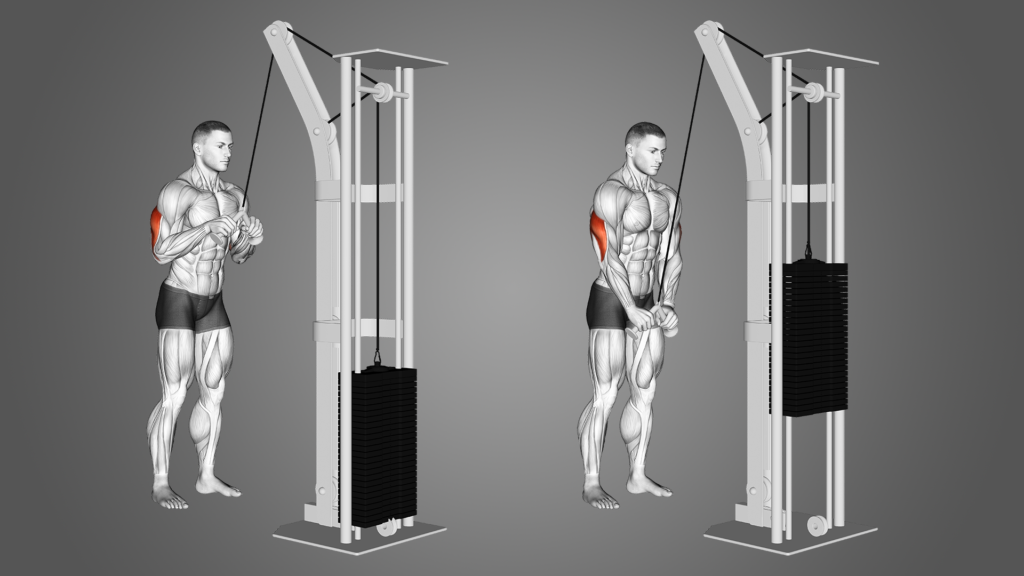 Tricep pushdown for Triceps Workouts with Dumbbells
