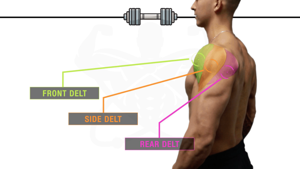 Image displaying 3 shoulder heads for dumbbell shoulder exercises