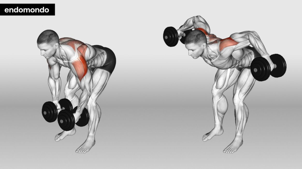 Dumbbell reverse fly guide for rear delt